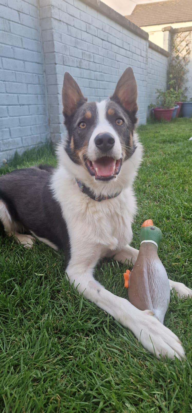Dexter, a 3 years old male Border Collie available for adoption from St Francis Dogs Home in Newquay, Cornwall