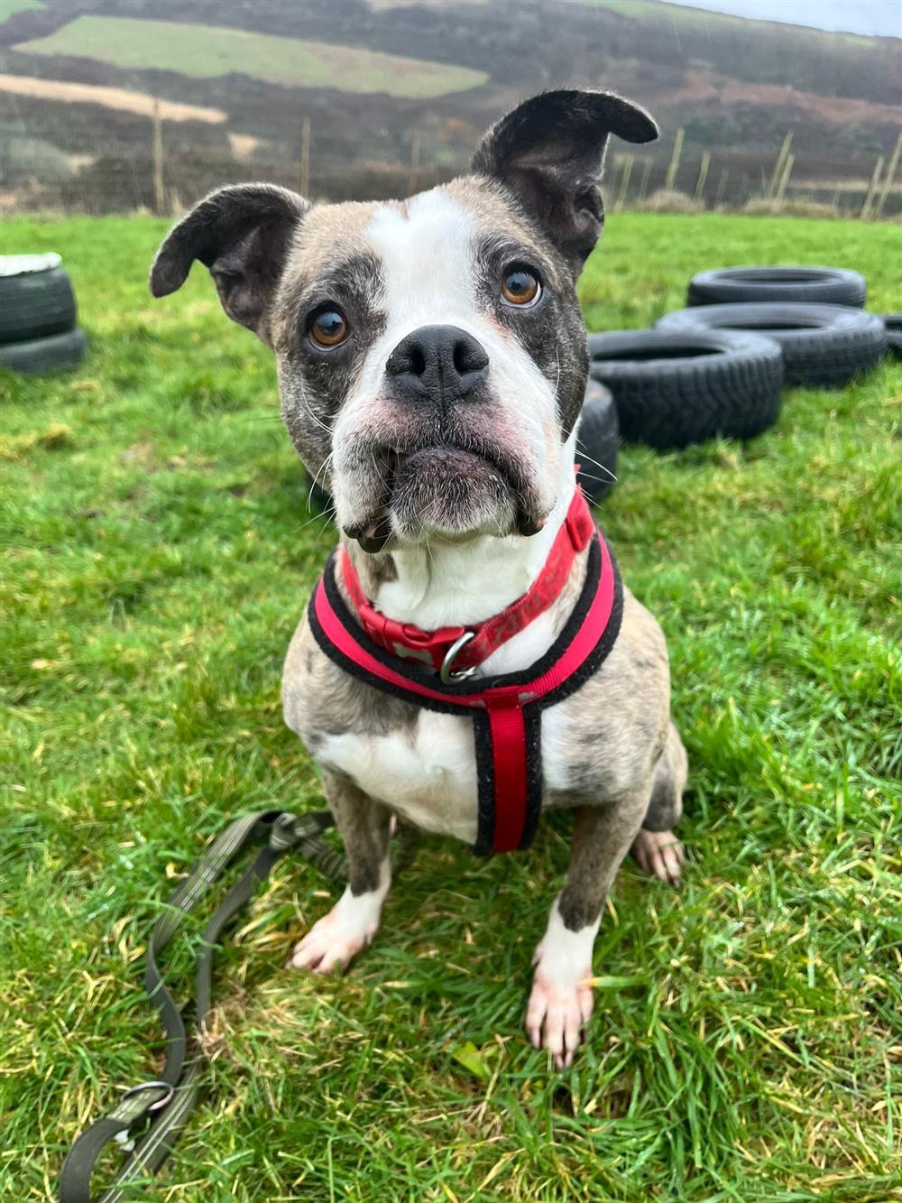 Frankie, a 4 years old female Boxer available for adoption from St Francis Dogs Home in Newquay, Cornwall