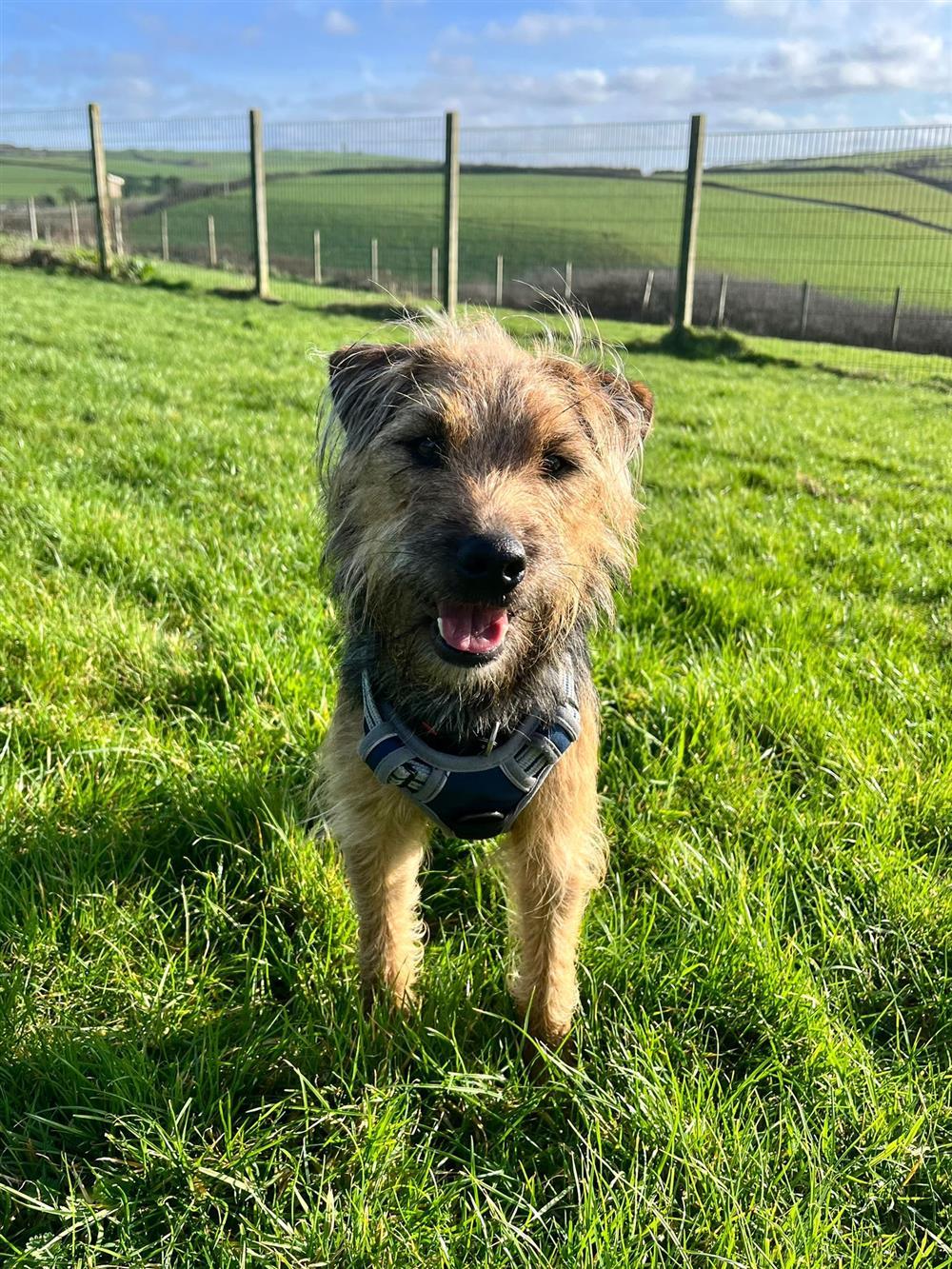 Jack, a 2 years old male Border Terrier available for adoption from St Francis Dogs Home in Cornwall