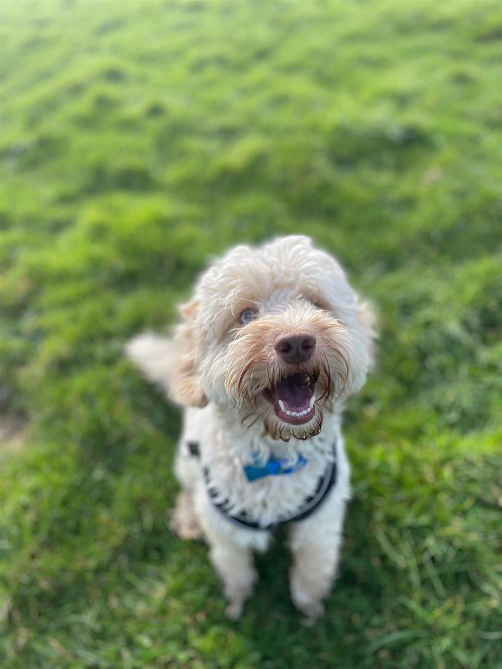 Ted, a 2 years old male Cockapoo available for adoption from St Francis Dogs Home in Newquay, Cornwall
