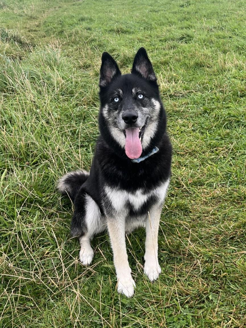 Dinky, a 7 years old male Siberian Husky x German Shepherd available for adoption from St Francis Dogs Home in Newquay, Cornwall