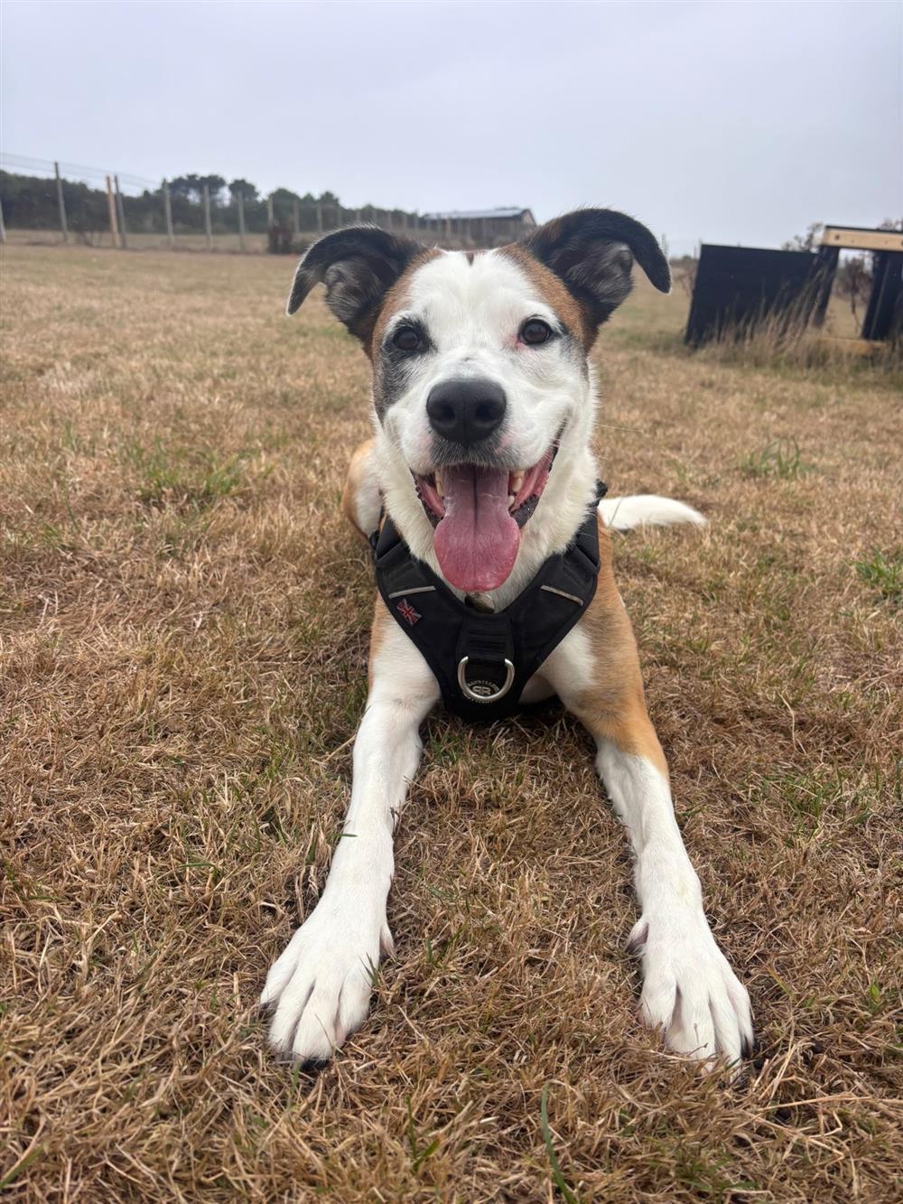 Pickles, a 6 years old female Boxer X available for adoption from St Francis Dogs Home in Cornwall