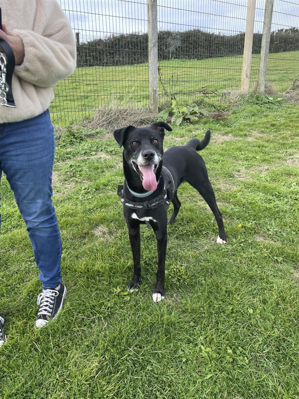 Otto, a 5 years old male Weimaraner X Siberian Husky available for adoption from St Francis Dogs Home in Cornwall